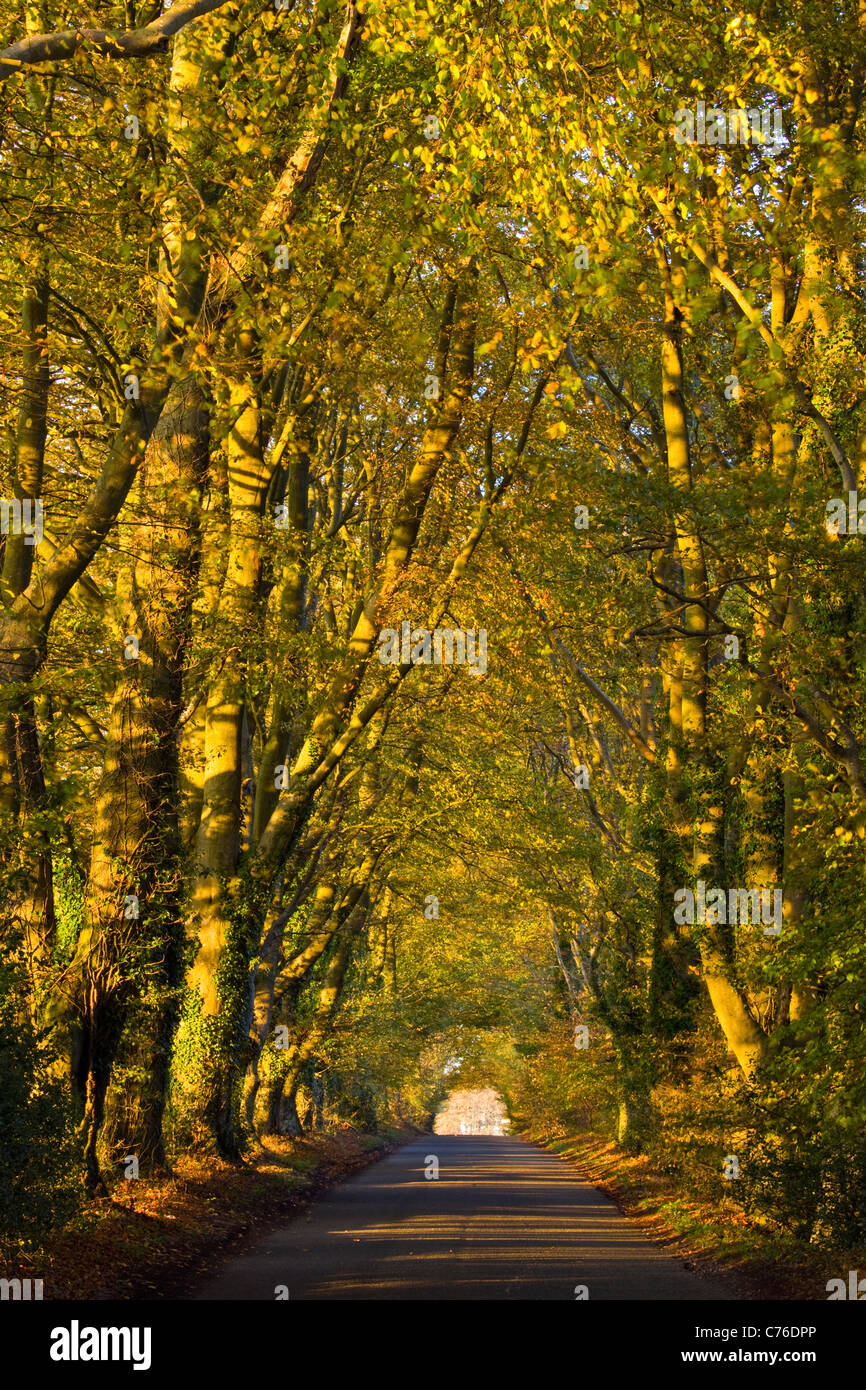 Una vista lungo un viale di faggi in autunno con la luce del sole serale vicino a Bowerchalke WILTSHIRE REGNO UNITO Foto Stock