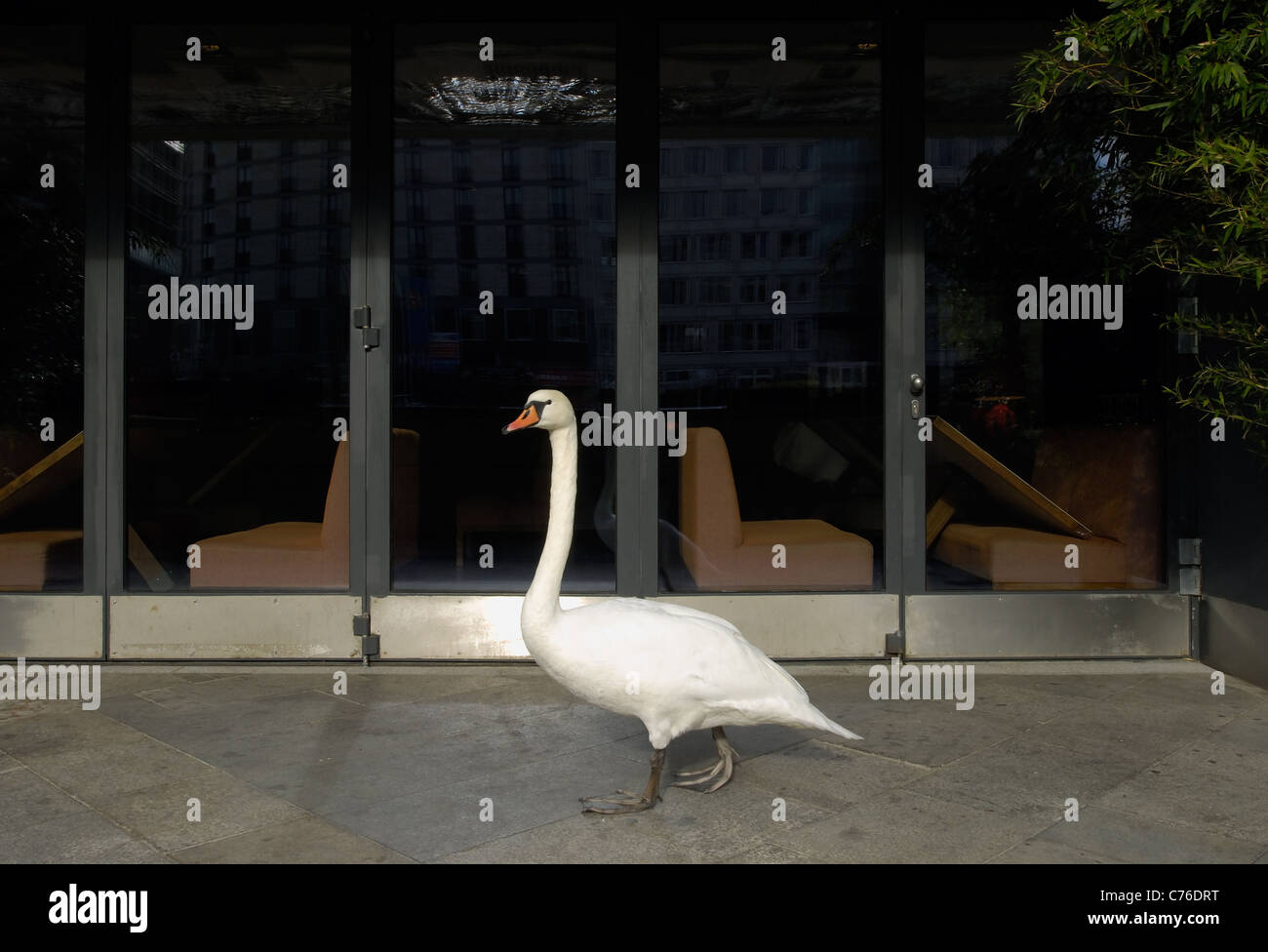 Un cigno davanti all ingresso della Grill-Royal Club, Berlino, Germania Foto Stock