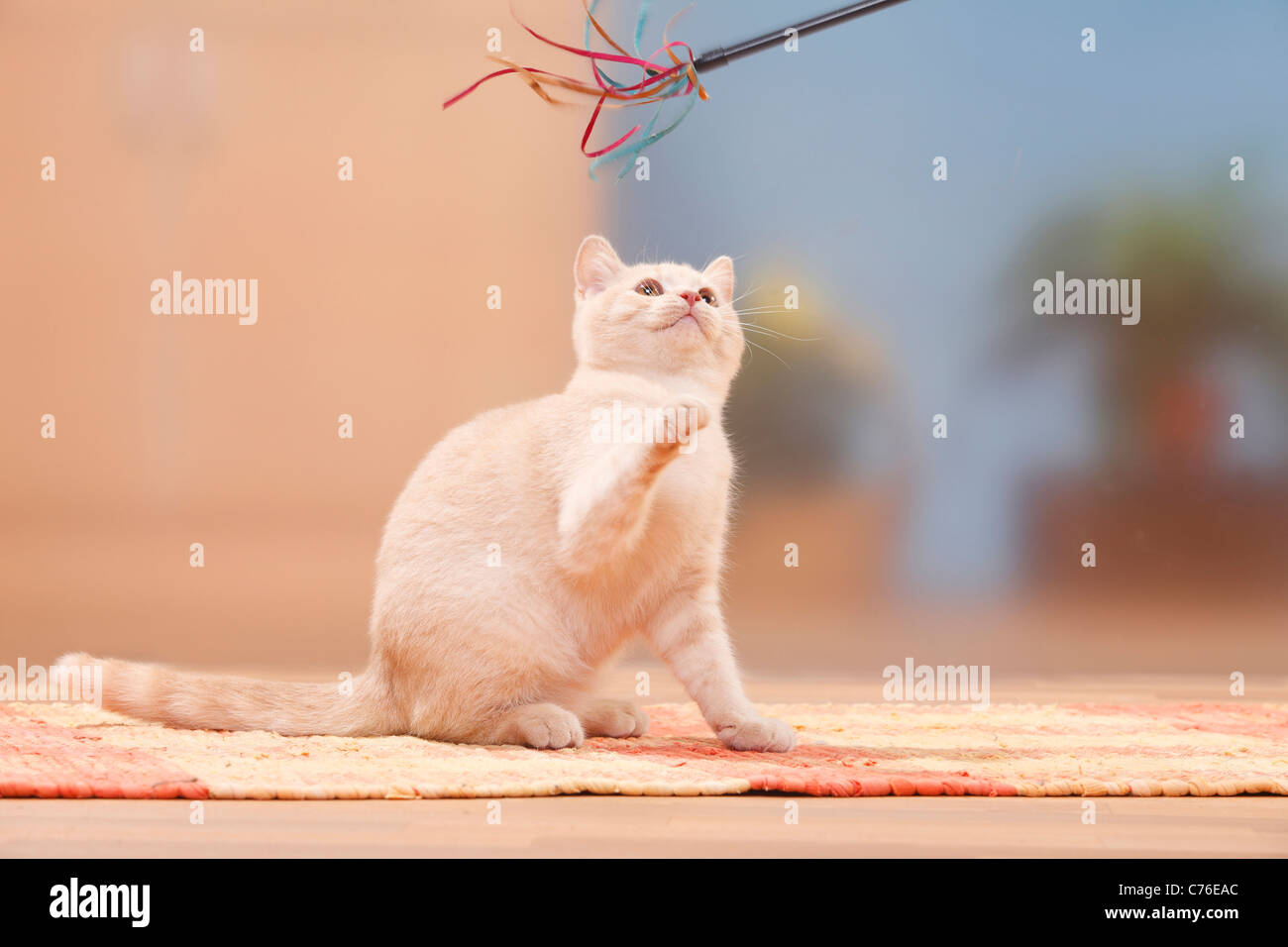 British Shorthair Cat, gattino, panna, 4 mesi / Con toy Foto Stock