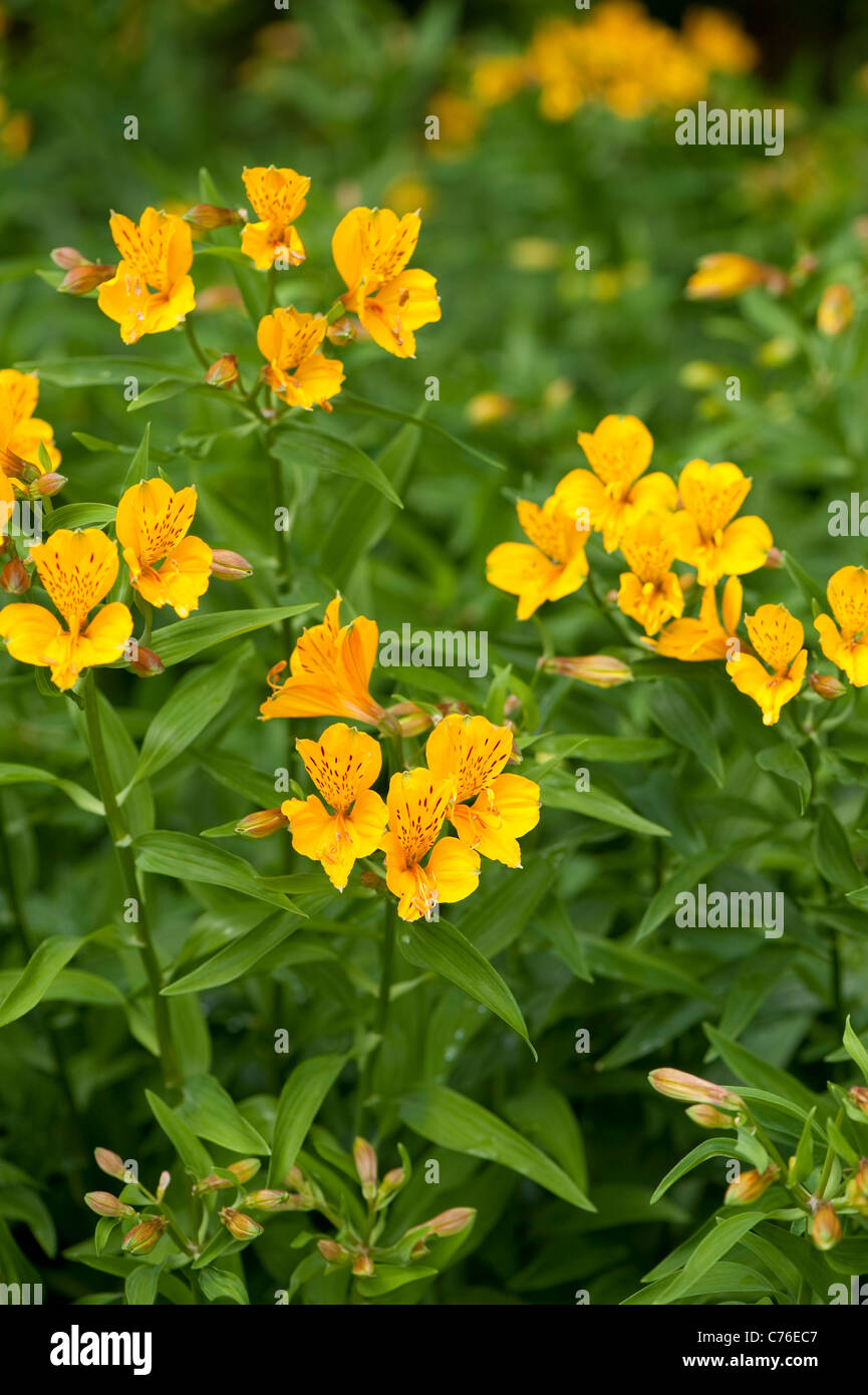 Alstroemeria aurea, Giglio peruviano, in fiore Foto Stock