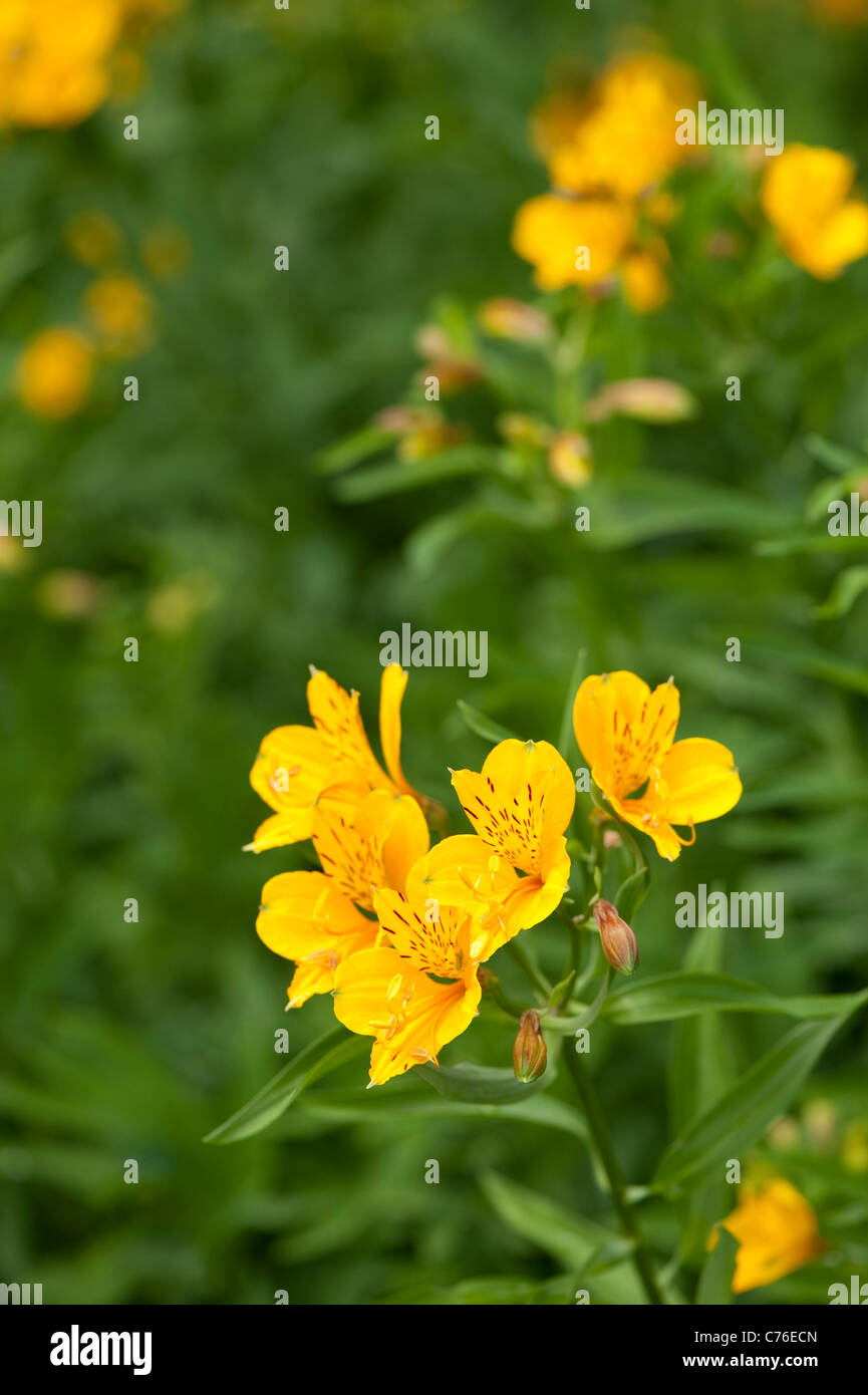 Alstroemeria aurea, Giglio peruviano, in fiore Foto Stock