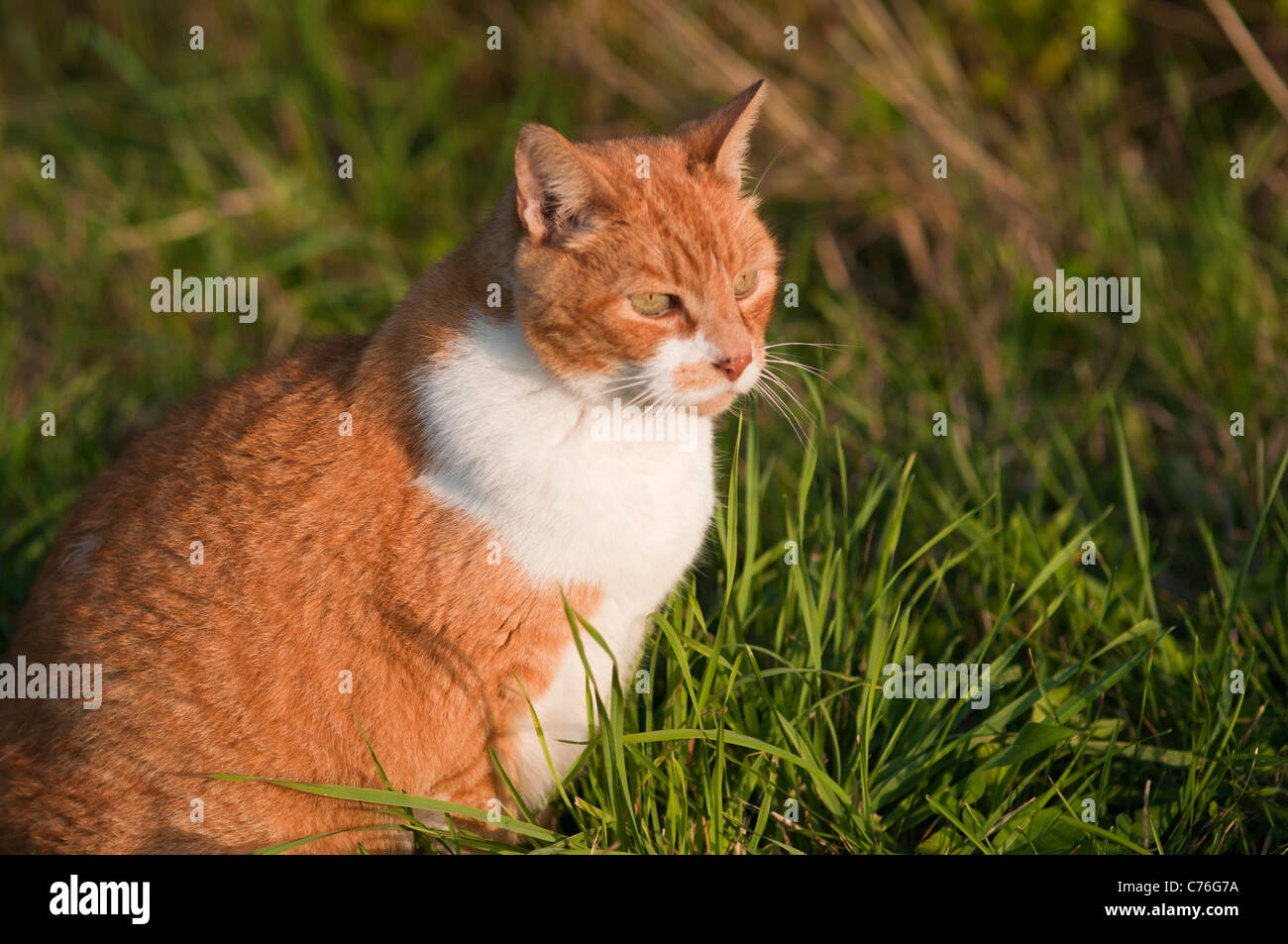 Gatto rosso e bianco immagini e fotografie stock ad alta risoluzione - Alamy