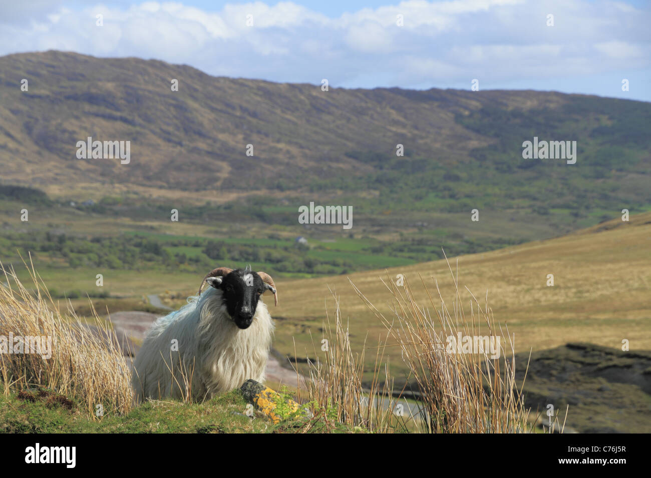 Pecore in Healy Pass, penisola di Beara, Co Kerry, Rep dell'Irlanda. Foto Stock