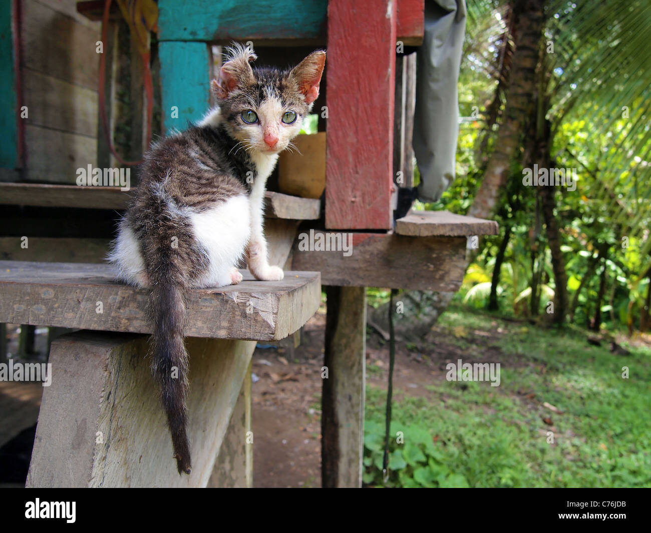 Gattino in un rifugio tropicale, Panama Foto Stock