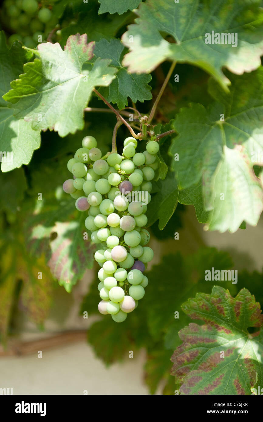 Uva acerbo che cresce su vite nel giardino inglese Foto Stock