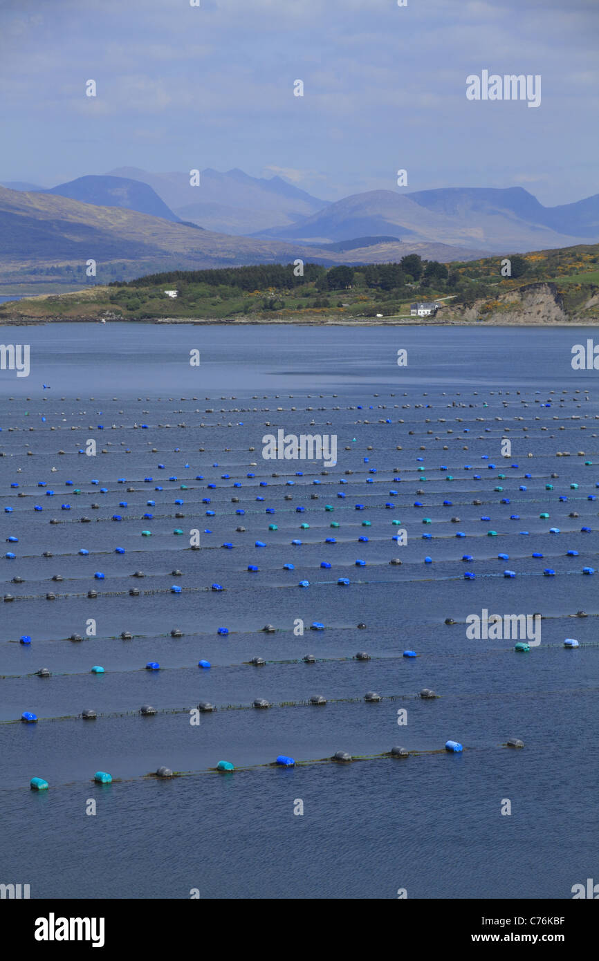 Mitilicoltura vicino Lauragh, penisola di Beara, Co Cork/Confine di Kerry, Rep dell'Irlanda. Foto Stock