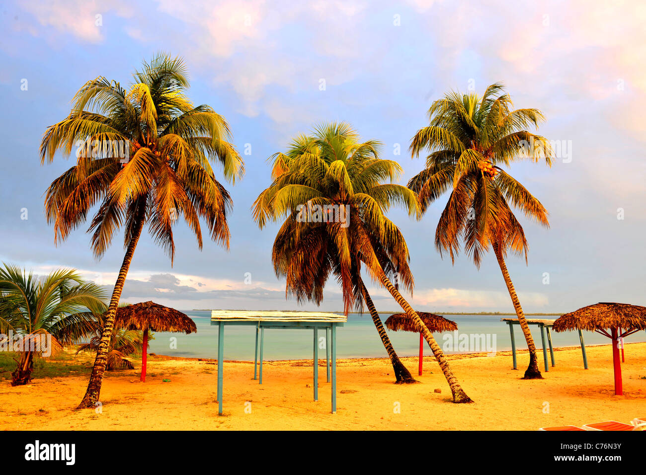 Le palme sulla spiaggia. Palme di cocco in costa su una spiaggia in luce fantastica di un tramonto. Foto Stock