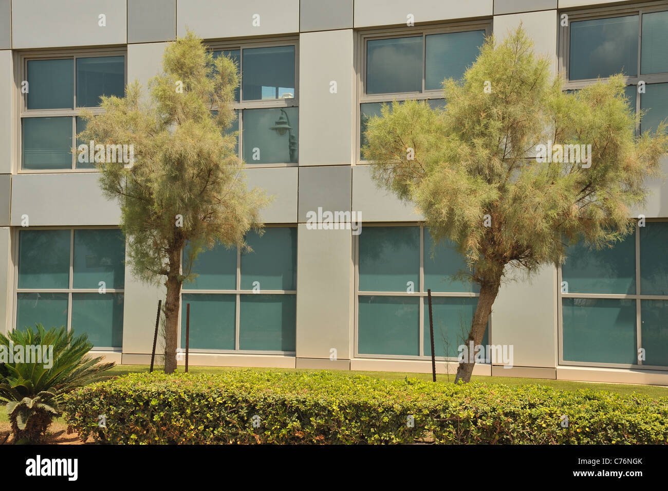 Due alberi di fronte hi tech building Foto Stock