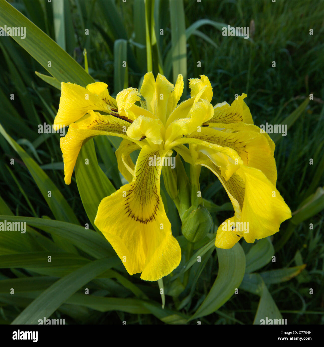 Primo piano della wild bandiera gialla iris (Iris pseudacorus) fiore, Scotland, Regno Unito Foto Stock