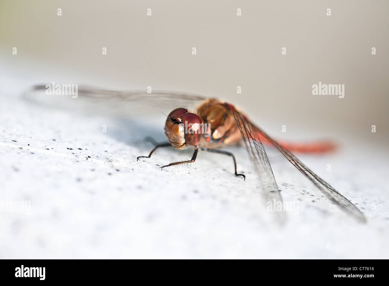 Close-up foto di una libellula vicino al lago Vansjø in Østfold, Norvegia. Foto Stock