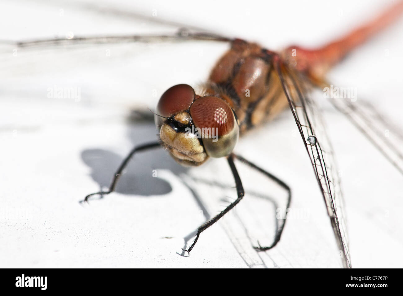 Close-up foto di una libellula vicino al lago Vansjø in Østfold, Norvegia. Foto Stock