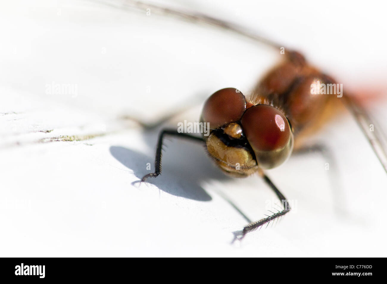 Close-up foto di una libellula vicino al lago Vansjø in Østfold, Norvegia. Foto Stock