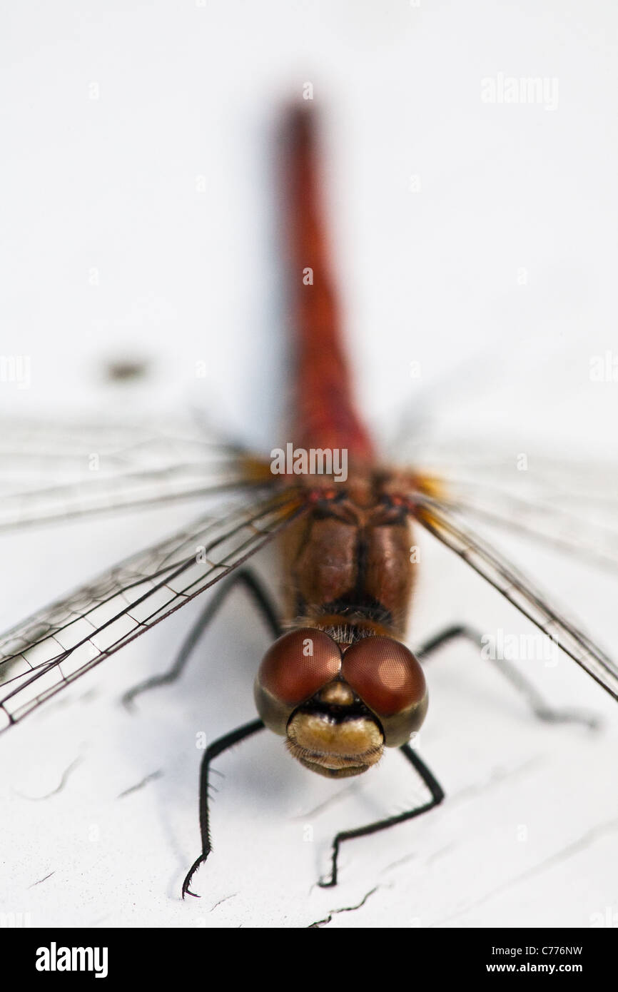 Close-up foto di una libellula vicino al lago Vansjø in Østfold, Norvegia. Foto Stock
