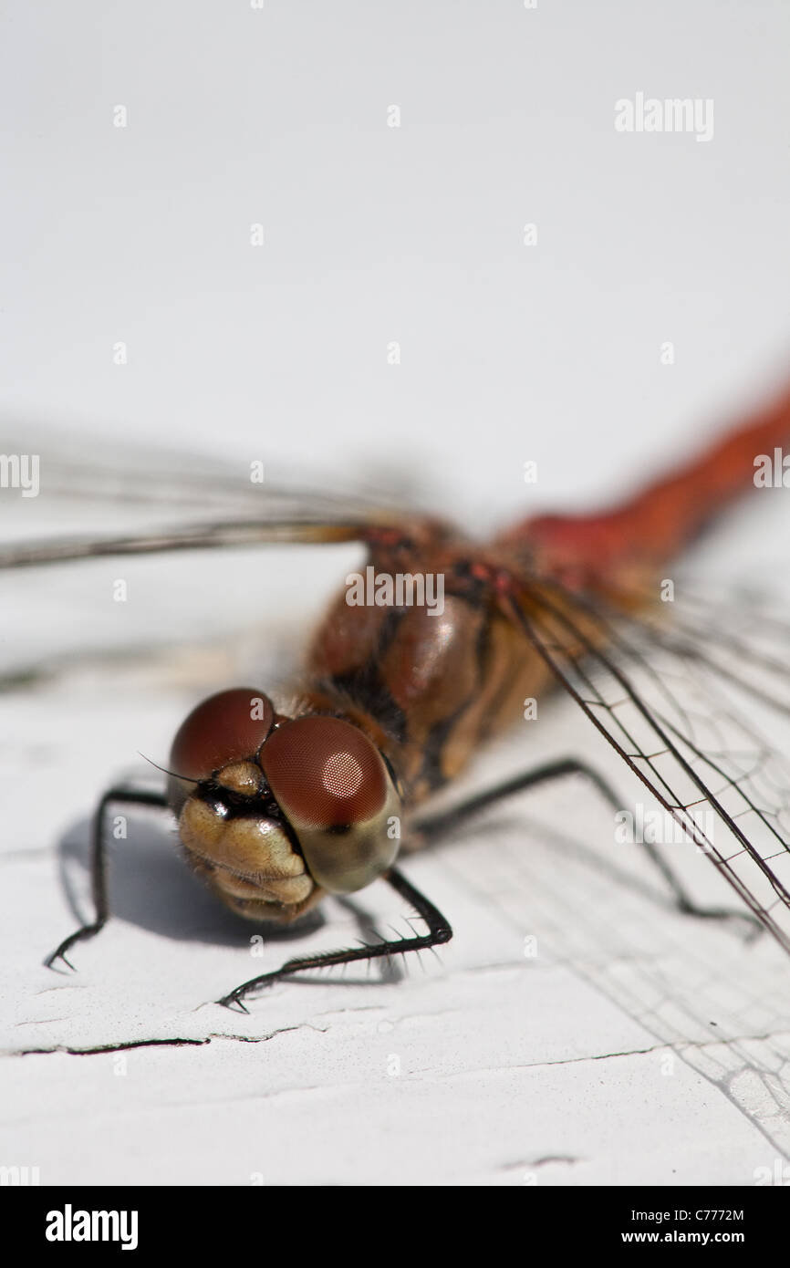 Close-up foto di una libellula vicino al lago Vansjø in Østfold, Norvegia. Foto Stock