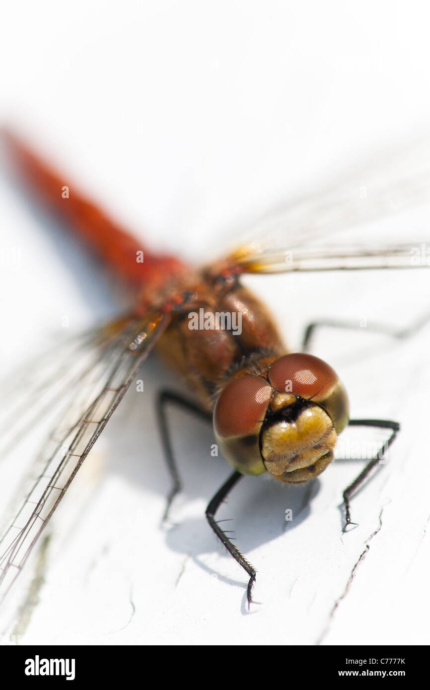 Close-up foto di una libellula vicino al lago Vansjø in Østfold, Norvegia. Foto Stock