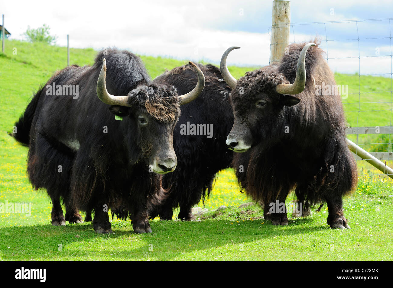 Yak, Highland Wildlife Park, Kincraig, Kingussie, Scozia Foto Stock