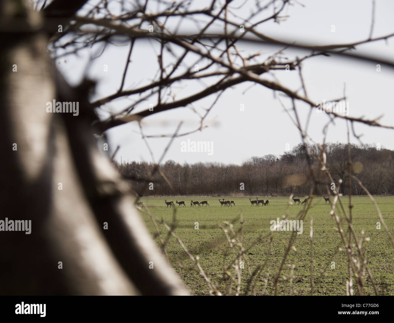 Diversi caprioli su un campo con filiali in primo piano. Foto Stock