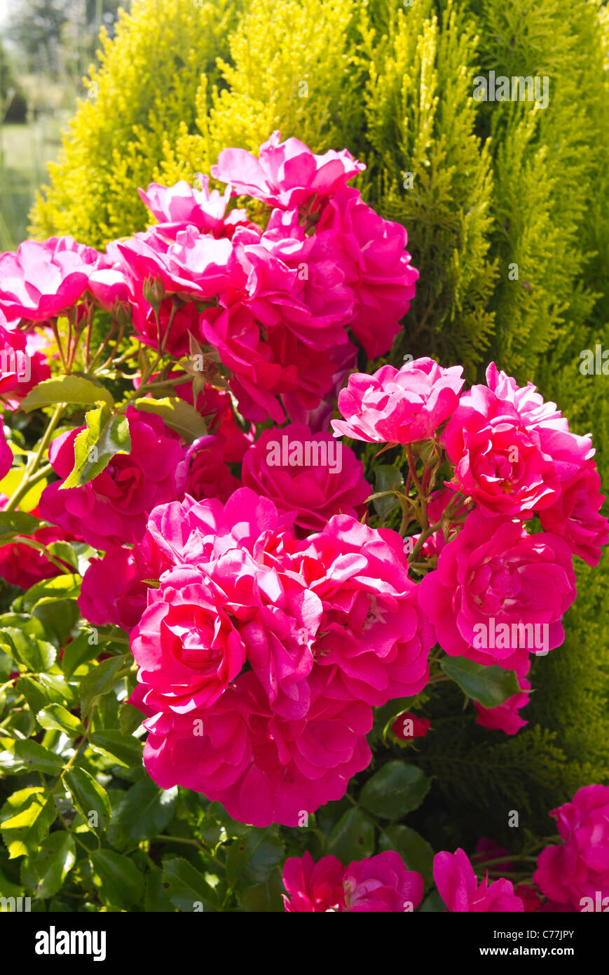 Cluster di rosa a fiore rosa tappeto di fiori fioritura in luglio Foto Stock