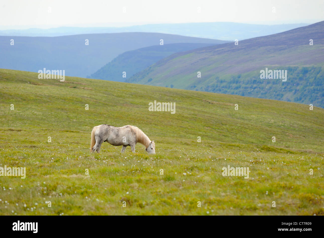 Cavallo vicino al Vangelo Pass Foto Stock