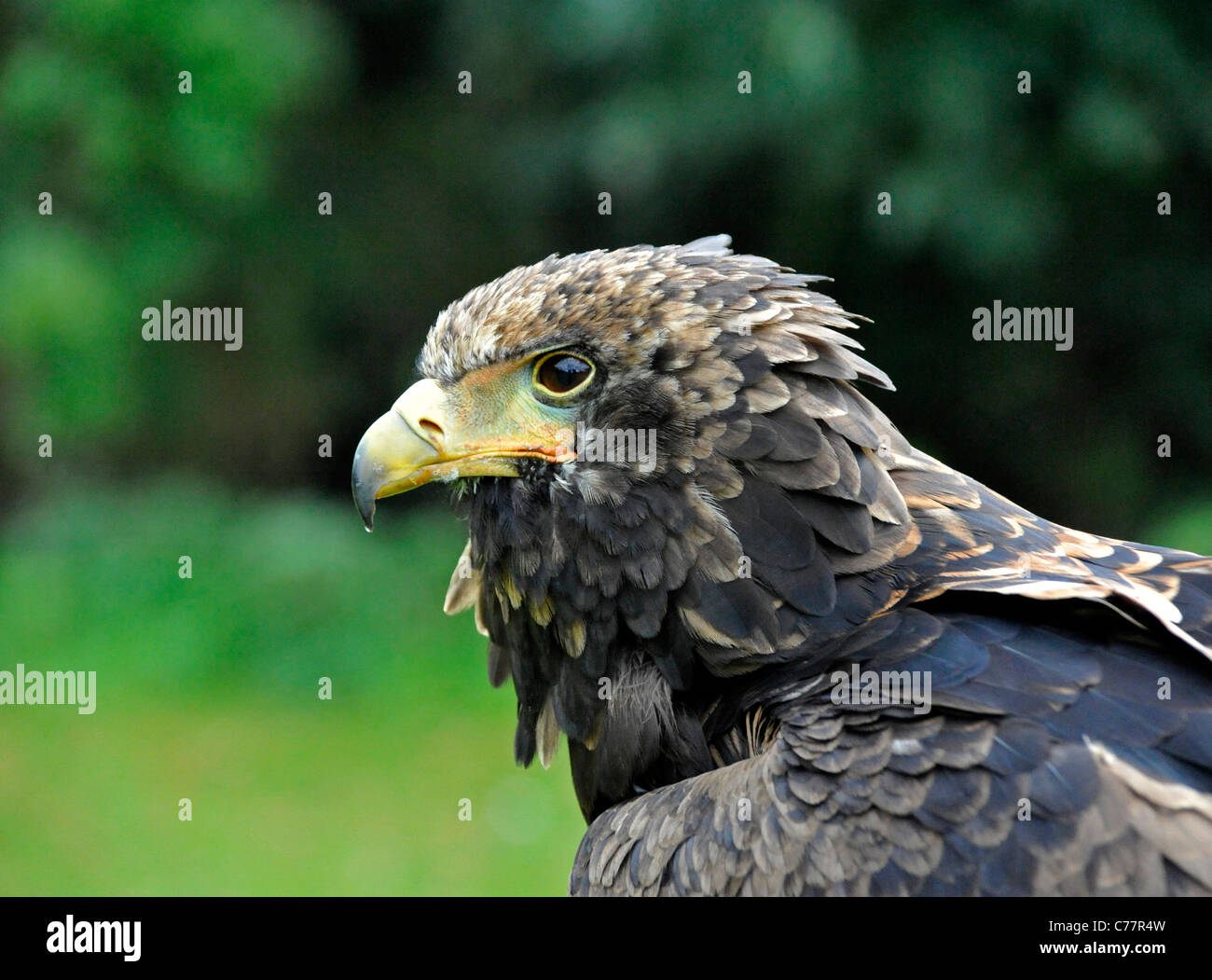 Eagle Foto Stock