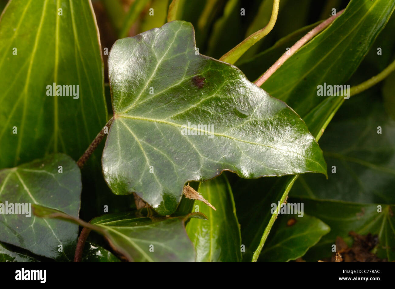 Atlantic Ivy, hedera hibernica - foglia Foto Stock