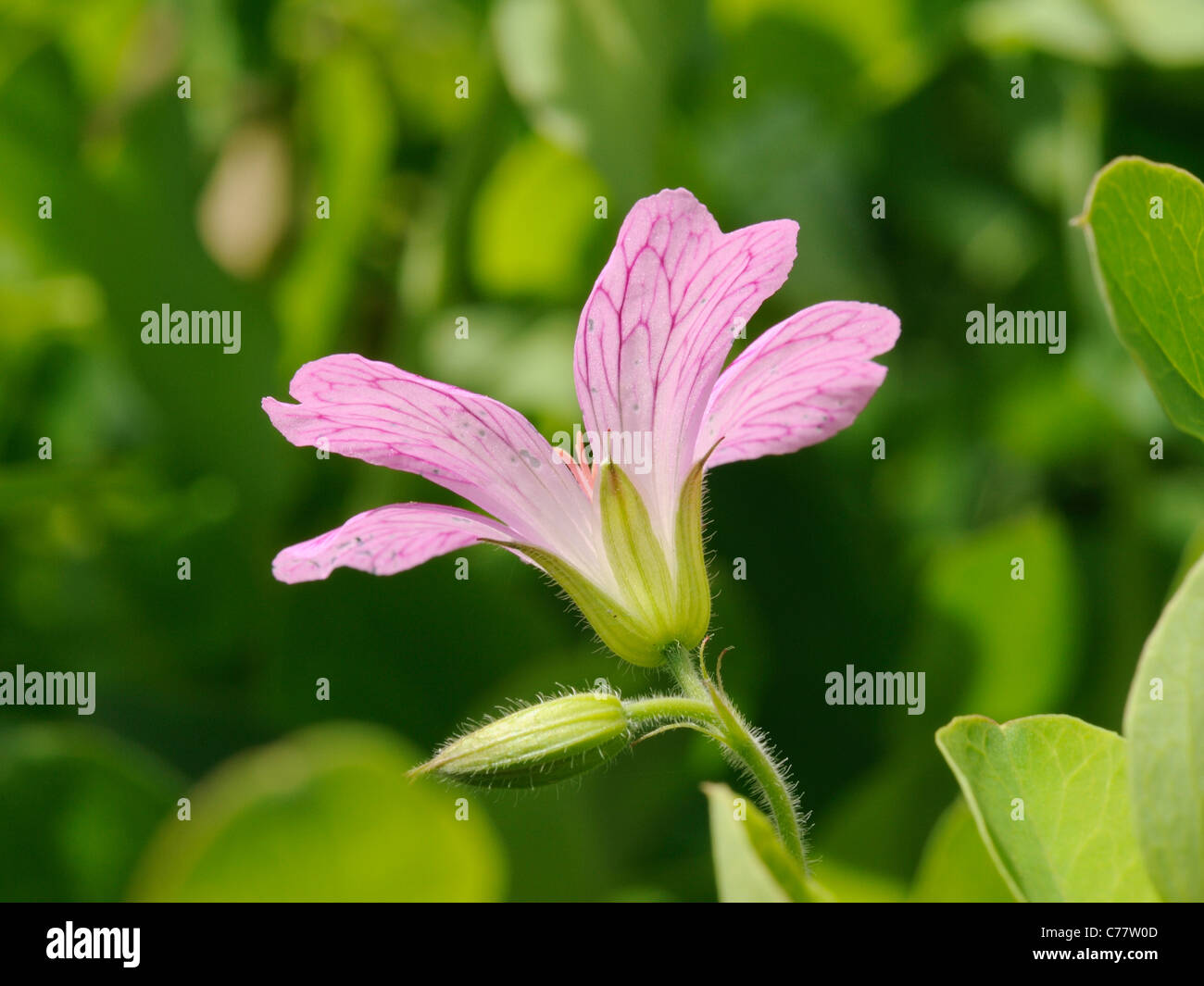 Druce gru dell's-bill, geranio x oxonianum (G. endressi × G. versicolor) Foto Stock