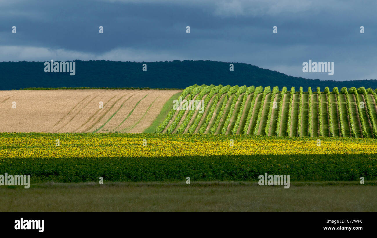 Il paesaggio agricolo con vitigni che mostra la rotazione delle colture, Auvergne, Francia. Foto Stock Il paesaggio agricolo con vitigni che mostra la rotazione delle colture, Auvergne, Francia. Foto Stock