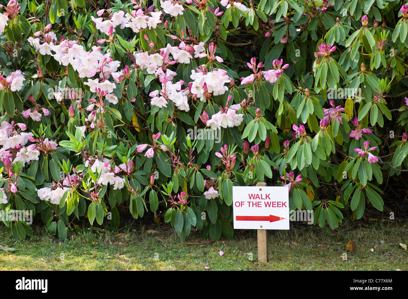 "Passeggiata della settimana" route marker in boschi di rododendro Foto Stock