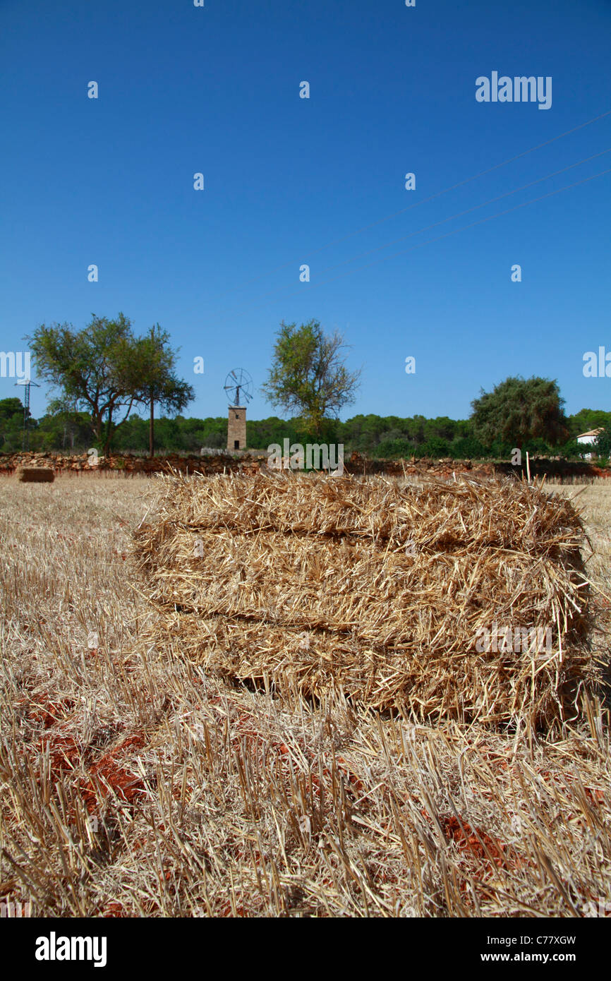 Balle di fieno, vista generale Foto Stock