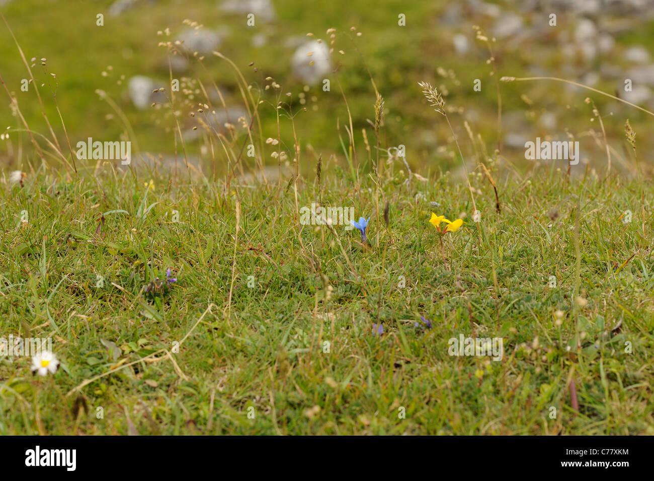 La molla genziana, Gentiana verna in erba cotica erbosa Foto Stock