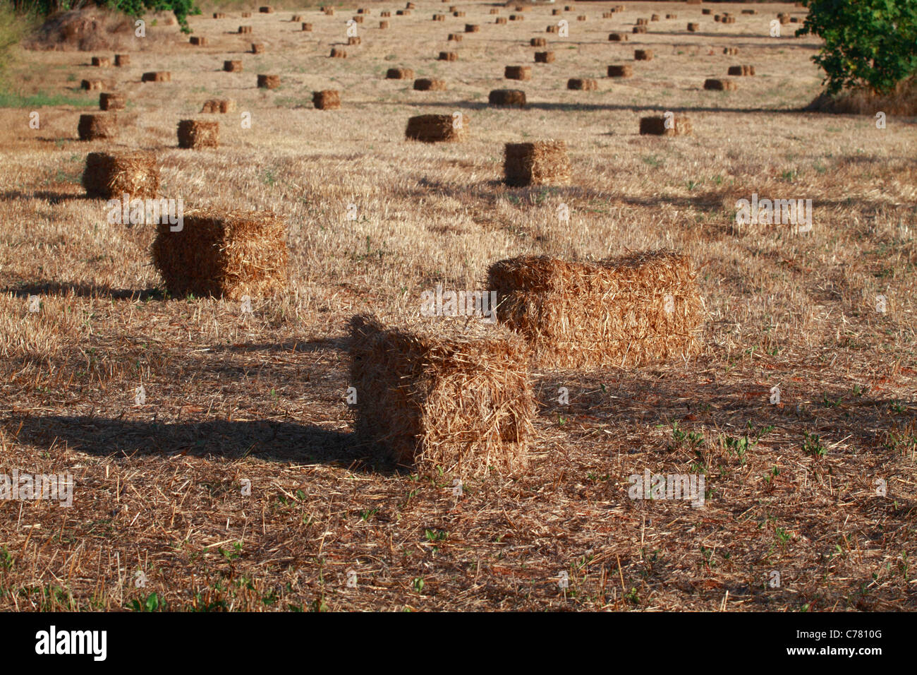 Balle di fieno, vista generale Foto Stock