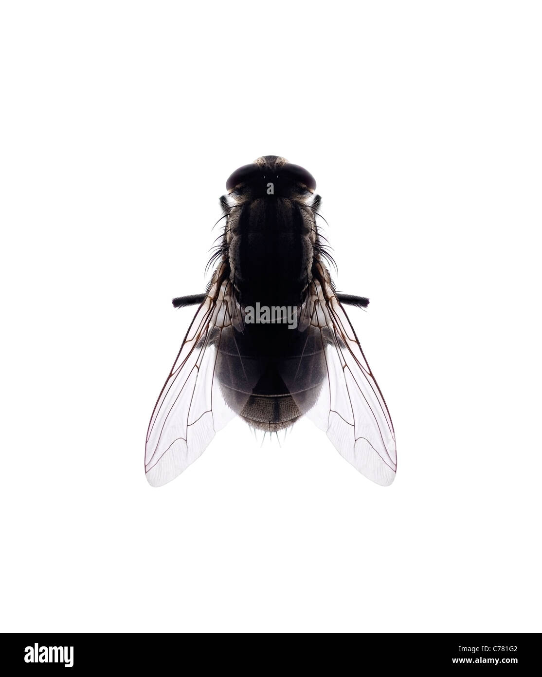 Fly Close Up su sfondo bianco Foto Stock