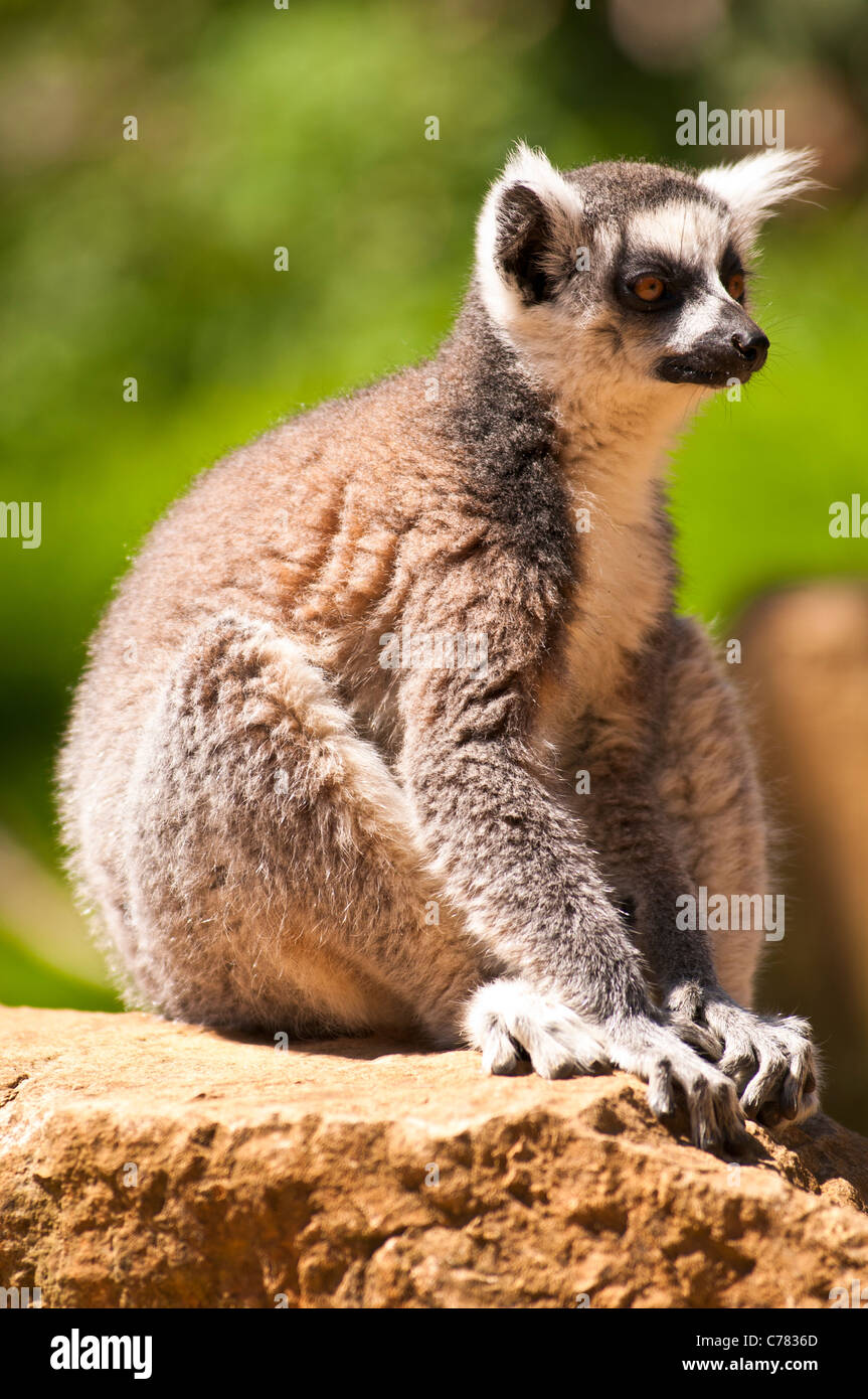 Anello lemure codato seduto su una roccia al sole Foto Stock