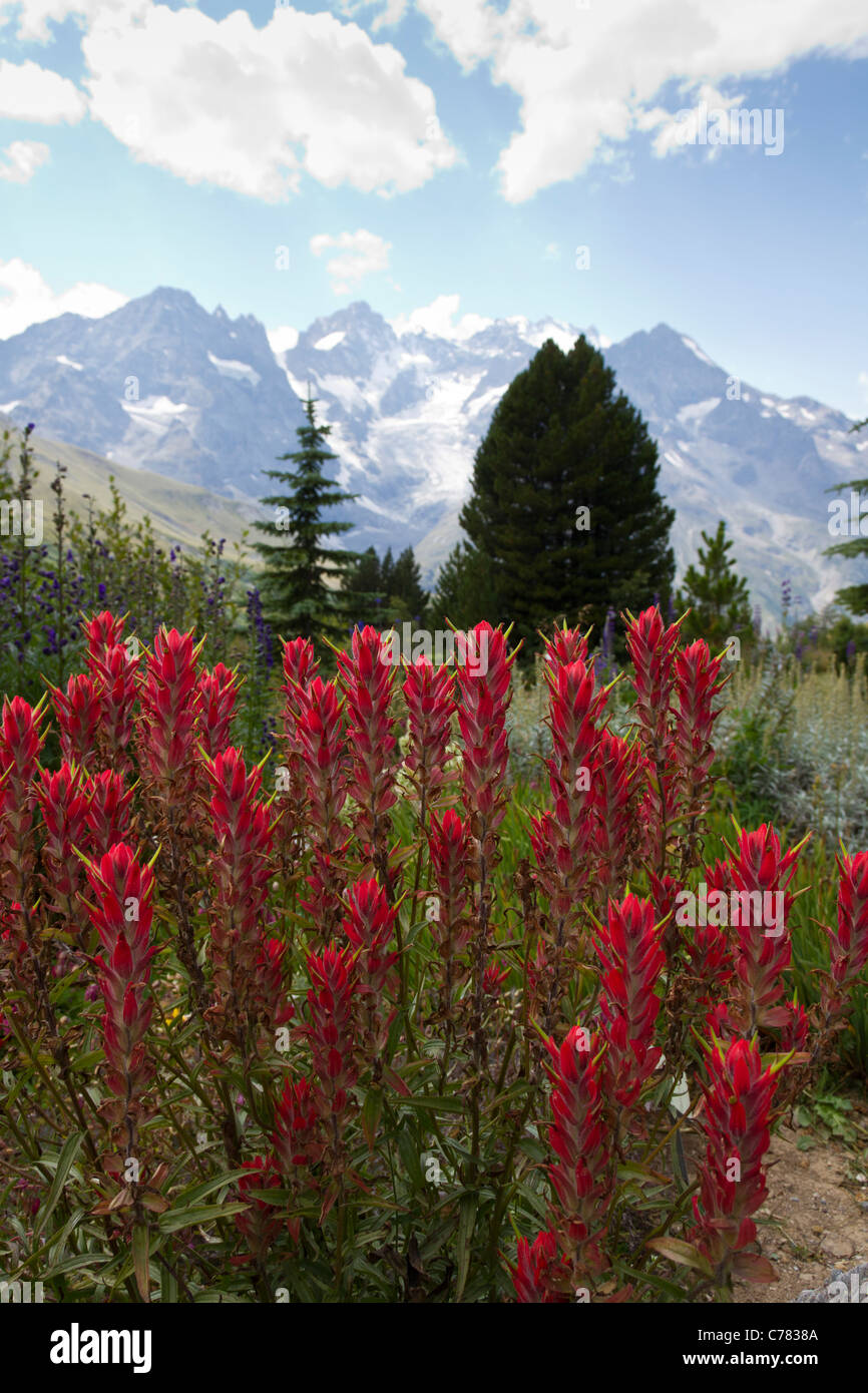 Giardino alpino con la Meije montagne sullo sfondo al Col du Lautaret nelle Alpi francesi in estate Foto Stock