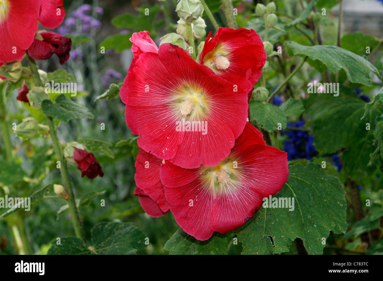 Hollyhock fiore in un giardino in estate (Alcea rosea). Foto Stock