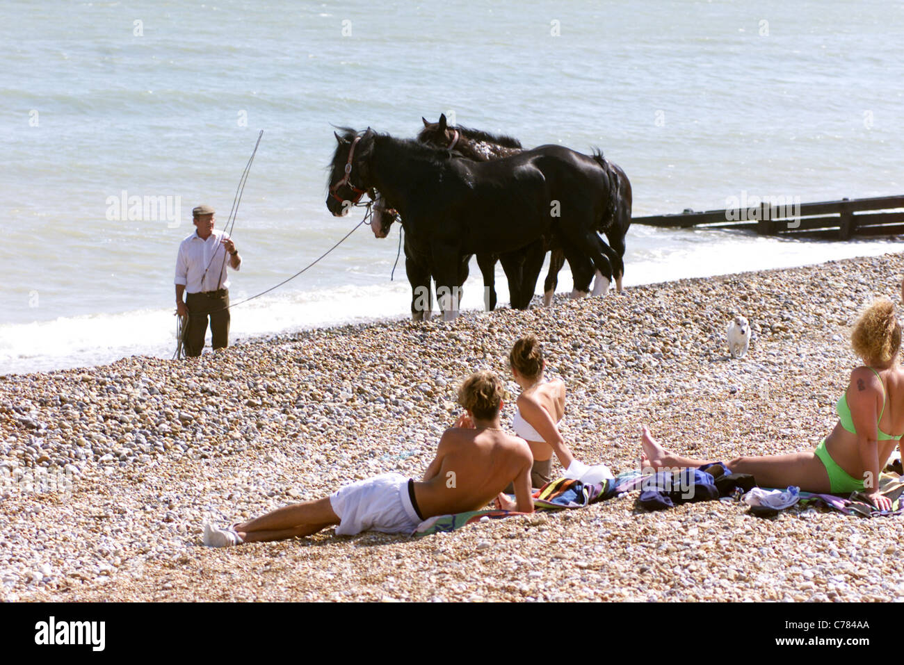 SHIRE cavalli nel mare di PEVENSEY BAY - DAVID McINERNEY DA HELLINGLY nel Sussex prende i cavalli per un tuffo OGNI DUE SETTIMANE Foto Stock