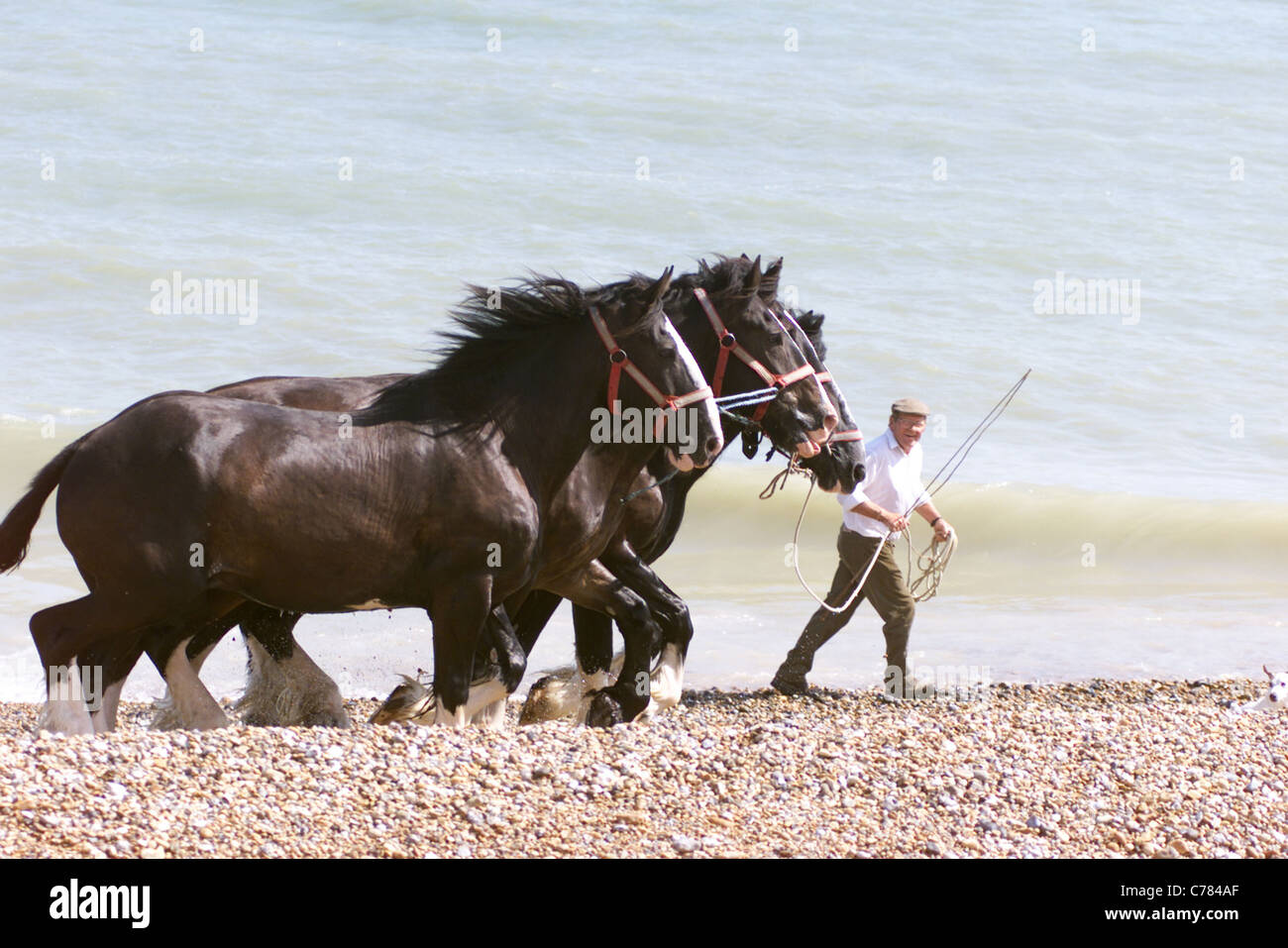 SHIRE cavalli nel mare di PEVENSEY BAY - DAVID McINERNEY DA HELLINGLY nel Sussex prende i cavalli per un tuffo OGNI DUE SETTIMANE Foto Stock