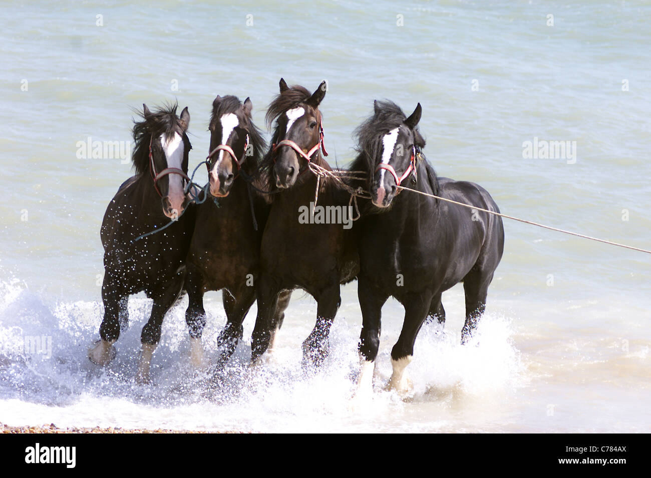 SHIRE cavalli nel mare di PEVENSEY BAY - DAVID McINERNEY DA HELLINGLY nel Sussex prende i cavalli per un tuffo OGNI DUE SETTIMANE Foto Stock