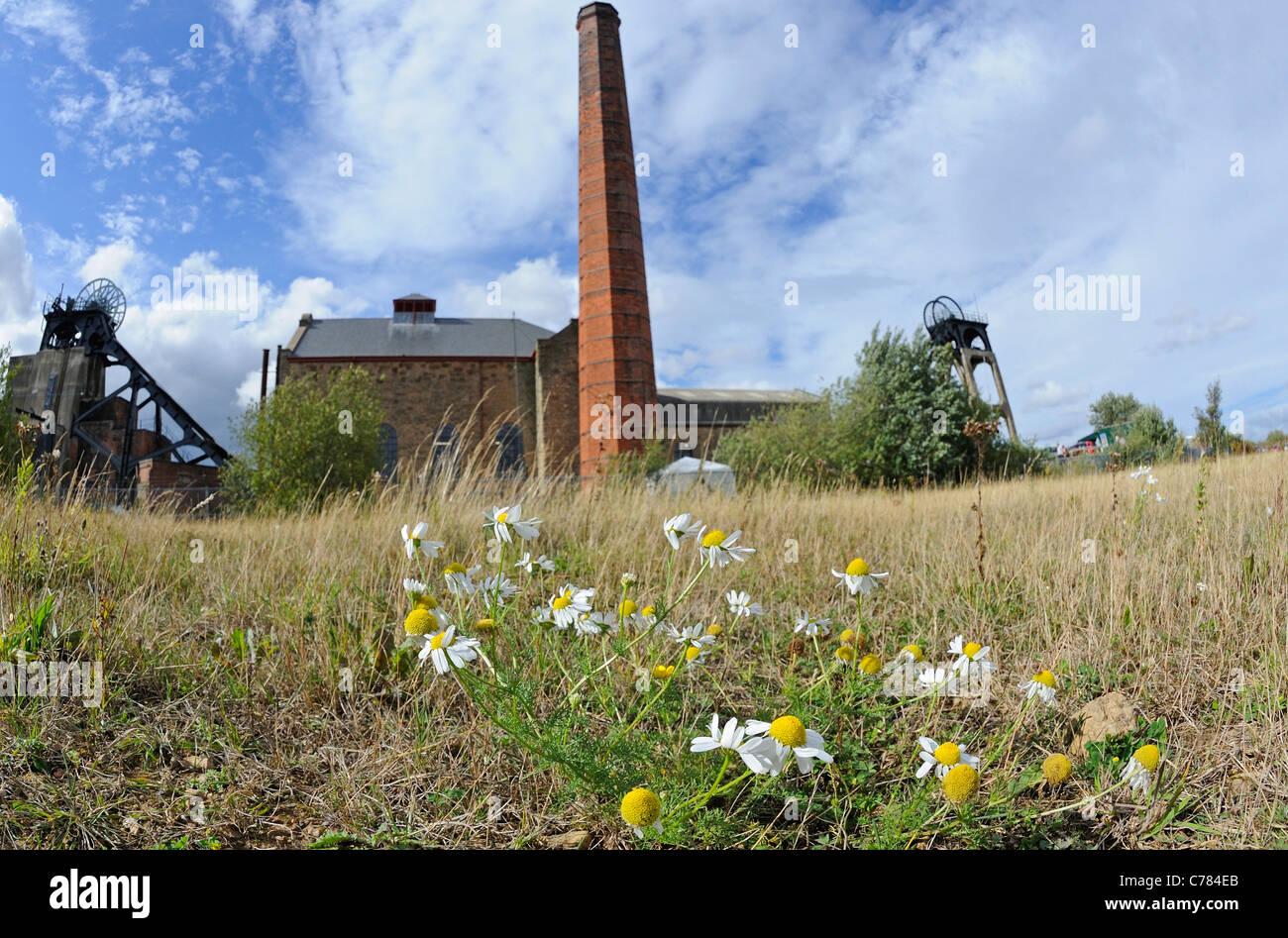 Pleasley colliery con fiore Foto Stock