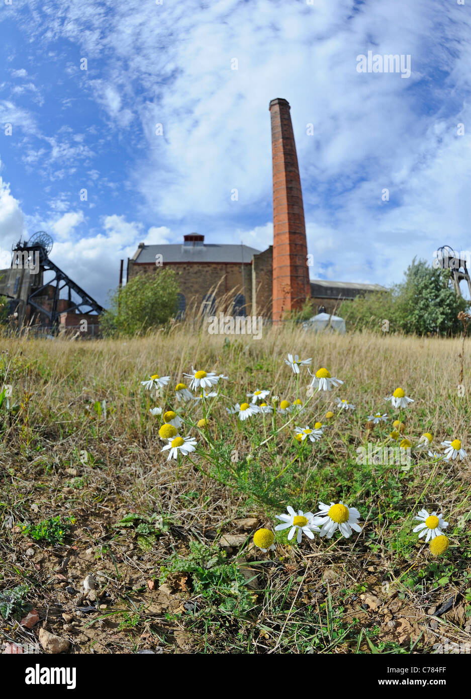 Pleasley colliery con fiore Foto Stock