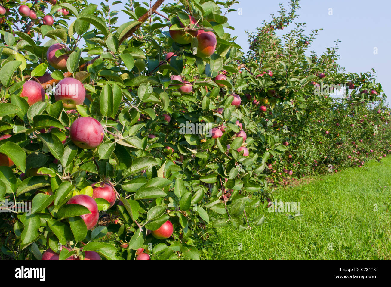 Mele sugli alberi in un Apple Orchard Foto Stock