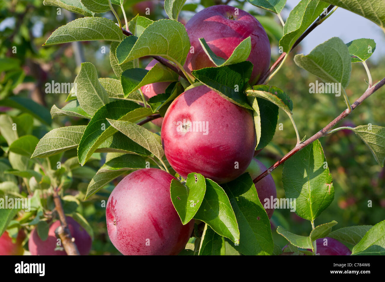 Mele sugli alberi in un Apple Orchard Foto Stock