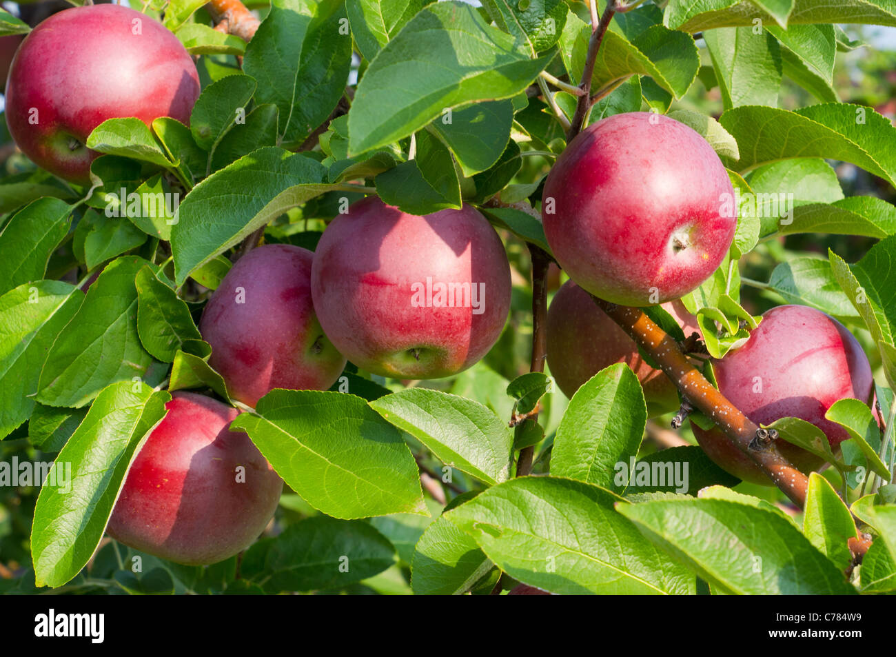 Mele sugli alberi in un Apple Orchard Foto Stock