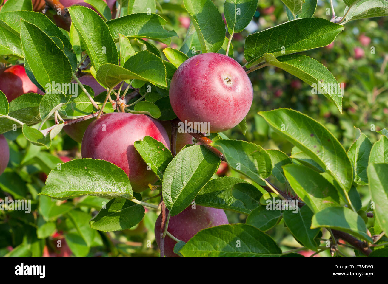 Mele sugli alberi in un Apple Orchard Foto Stock