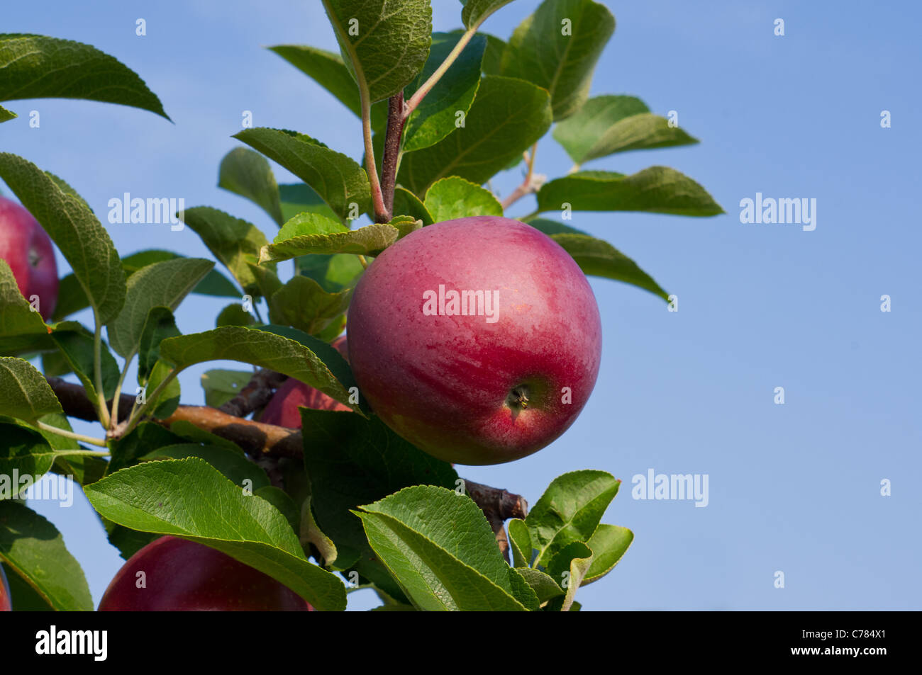Mele sugli alberi in un Apple Orchard Foto Stock