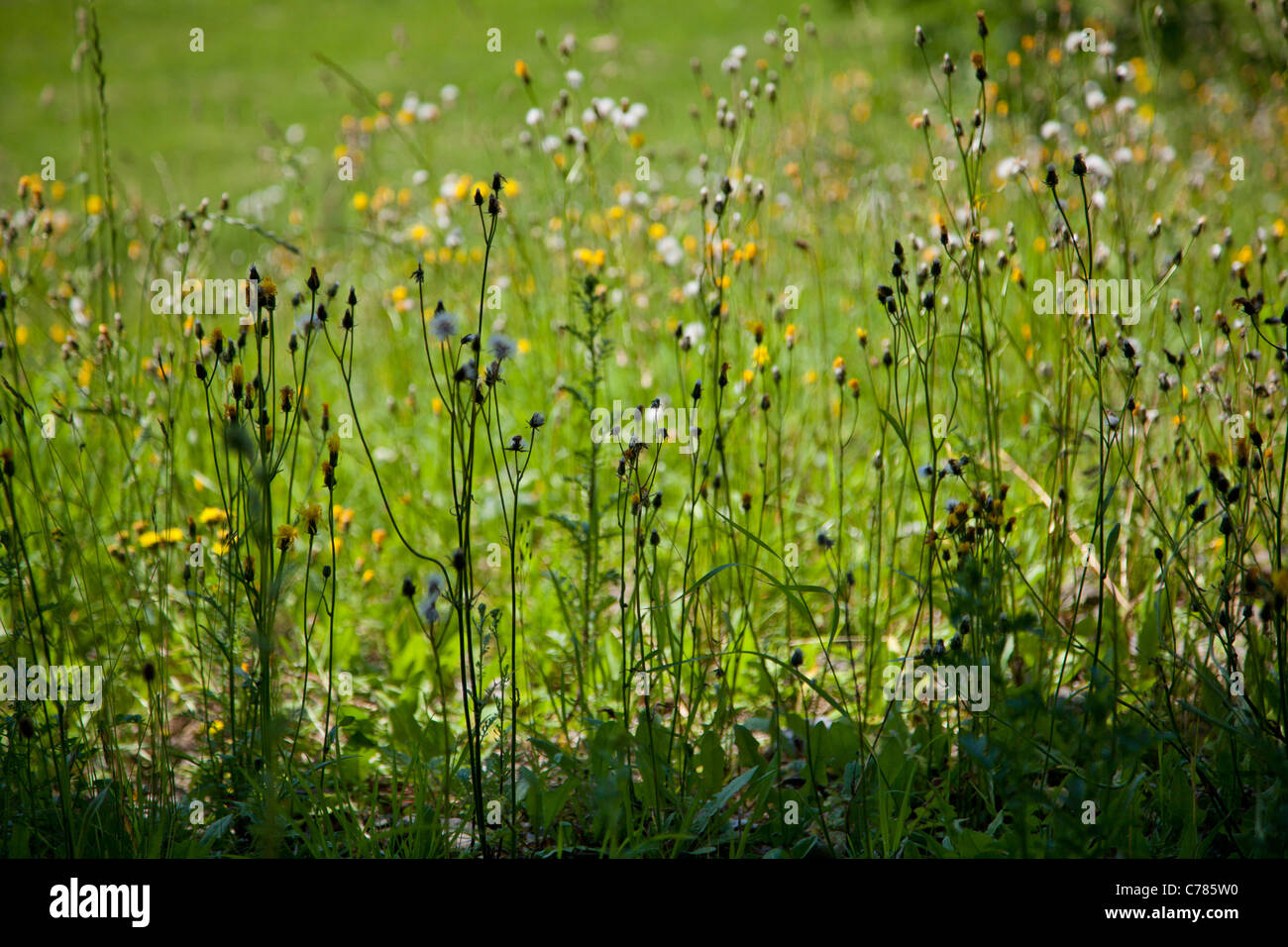 Verde fiore sboccia nel campo Foto Stock