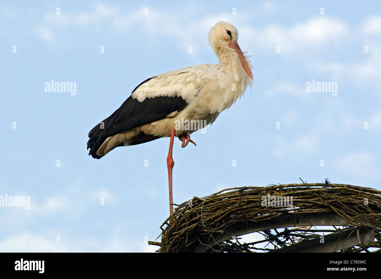 I giovani europei cicogna bianca (Ciconia ciconia} sulla piattaforma di nesting, Germania. Foto Stock