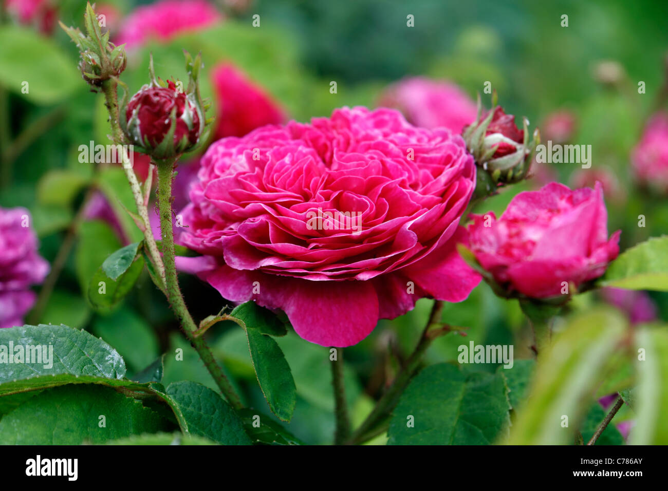 Rosa Louis Philippe (rosa gallica). Foto Stock