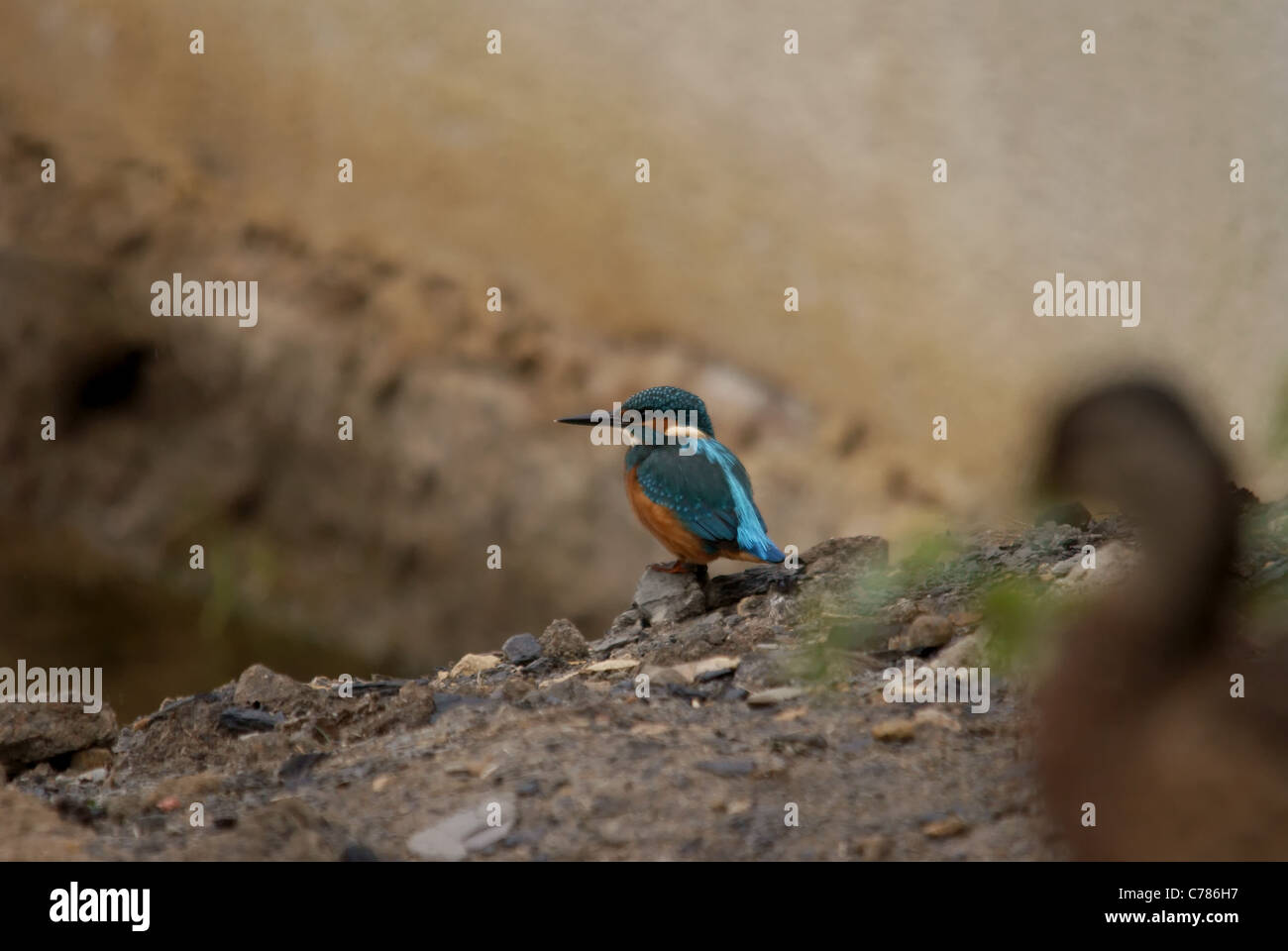 Kingfisher e un anatra Foto Stock