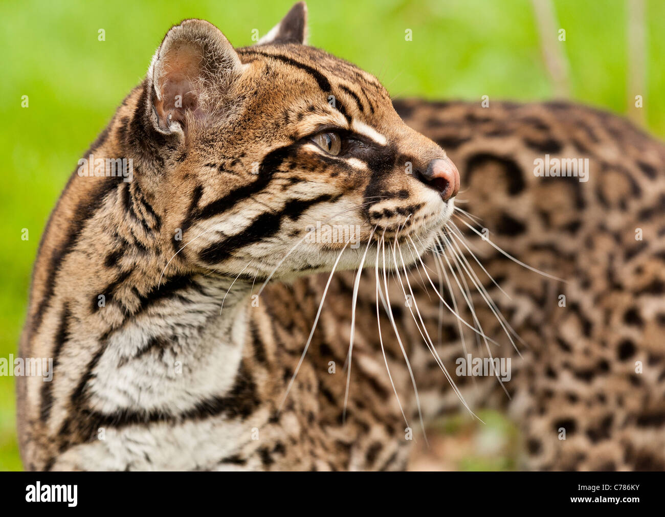 Un Ocelot Foto Stock